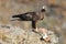 Golden eagle female eats carrion in the field