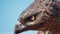 Golden Eagle Flies in the Sky in Search of a Prey Face and Eyes 3D Rendering Animation 4K