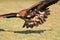 Golden Eagle in flight