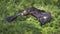 Golden Eagle in Flight