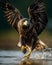 Golden Eagle in flight catching fish in the river. Amazing Wildlife. Generative Ai