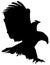 Golden eagle in flight - Shadow black silhouette