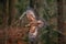 Golden Eagle, flying before autumn forest, brown bird of prey with big wingspan, Norway. Action wildlife scene from nature. Eagle