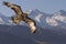 Golden Eagle flying and snow capped mountains, Kyrgyzstan