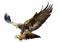 Golden eagle flying swoop hand draw vector.