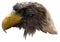 Golden Eagle (Haliaeetus pelagicus)