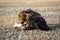 Golden Eagle while hunting to the hare in desert mountain of Western Mongolia