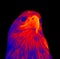 Golden eagle infrared