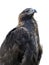 Golden eagle, isolated on a white background. Berkut raised his head and calmly looks ahead.