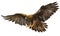 Golden eagle landing vector.