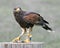 Golden Eagle (lat. Aquila chrysaetos)