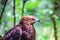 Golden eagle offspring closeup