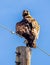 Golden Eagle Perched on Pole