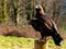 Golden eagle perching