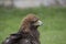 Golden eagle portrait