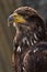 Golden eagle portrait in profile