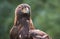 Golden Eagle Portrait from Wildlife Refuge.