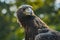 Golden Eagle Portrait from Wildlife Refuge.