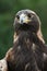 Golden Eagle Portrait from Wildlife Refuge.