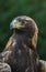 Golden Eagle Portrait from Wildlife Refuge.