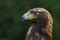 Golden Eagle Portrait from Wildlife Refuge.