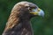 Golden Eagle Portrait from Wildlife Refuge.