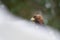 Golden eagle potrait in the snow drifts.