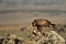 Golden eagle with a rabbit on the rock