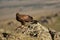 Golden eagle with a rabbit on the rock