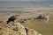 Golden eagle with a rabbit on the rock