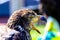 Golden Eagle on it\\\'s perch. Birds of Prey Centre Coledale Alberta Canada