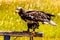 Golden Eagle on it\\\'s perch. Birds of Prey Centre Coledale Alberta Canada