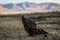 Golden eagle sits in the steppe on the background of the Mongolian mountains. Nature.