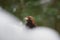 Golden eagle in snow drifts