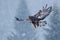 Golden eagle, snow flake fly.  Snowy winter with eagle. Bird of prey Golden Eagle starts from the snowy meadow. Wildlife scene