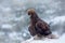 Golden Eagle in snow with kill hare, snow in the forest during winter. Snowy forest with golden eagle. Bird in the nature habitat.