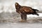 Golden Eagle in the water during snowy winter. Golden Eagle in the cold river, hunting fish. Snow winter with Golden Eagle. Birds
