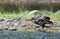 A Golden Eagle who has caught her dinner