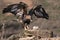 Golden Eagle wing display