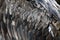 Golden eagle wing feathers close up