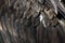 Golden eagle wing feathers close up