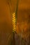 Golden ear spika rye in summer field at sunset rays of sunshine. Cereal background, agriculture photo