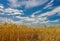 Golden ears of ripe wheat. Closeup ears on a wheat field against a blue sky and white clouds