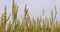 Golden ears of wheat on a blue sky background