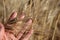 Golden ears of wheat in hand