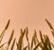 Golden ears of wheat or rye close-up at sunset. Zero shooting angle