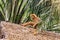 Golden East Javan Langur Trachypithecus auratus on thatched roof