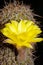 Golden Easter Lily Cactus