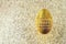 A golden egg hangs in the air. On a textured gold background. The concept on the theme of Easter