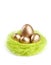 Golden eggs are in the nest of green sisal fibre